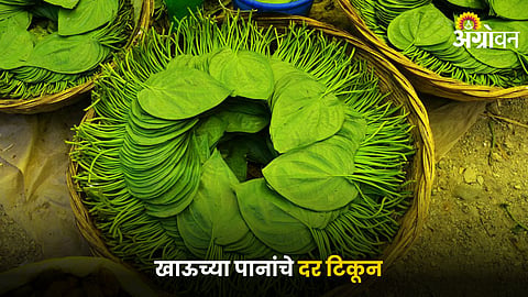 Betel Leaf