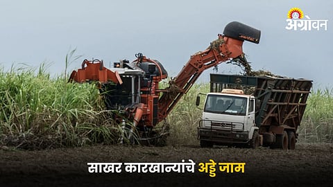 Sugarcane