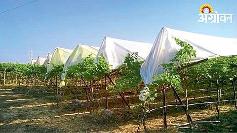 Vineyard