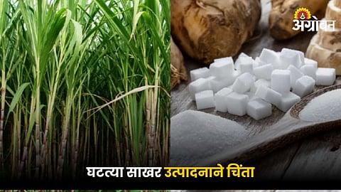 Sugar Production