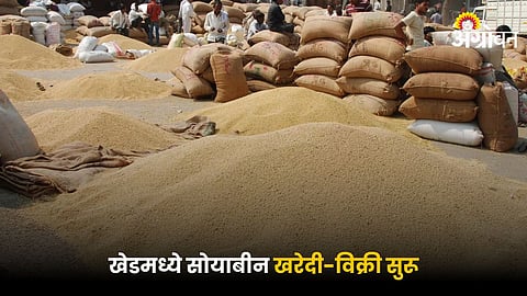 Soybean Market