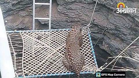 Leopard Attack