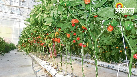 Tomato Crop