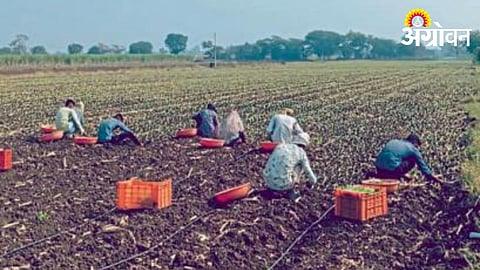 Agriculture Farm
