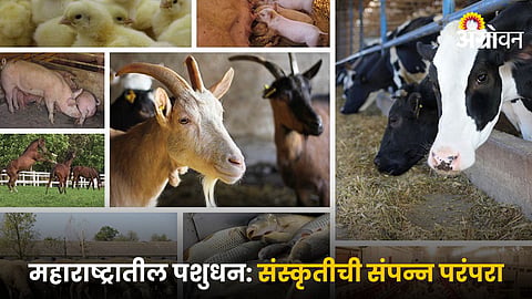 Livestock