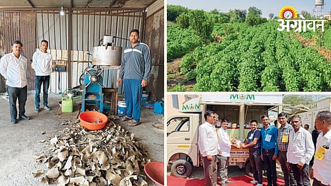 Chia Seed Farming