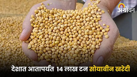 Soybean