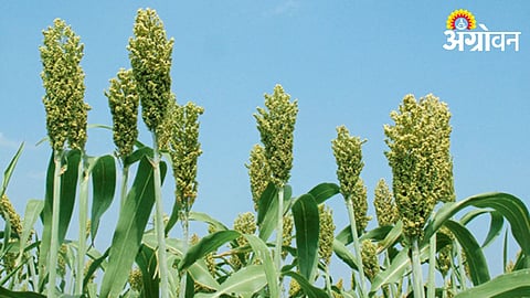Sorghum Crop