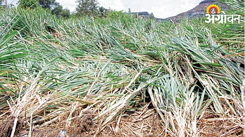 Crop Damage Compensation