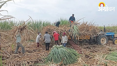 Sugarcane Fam