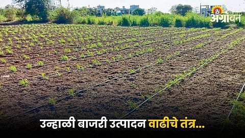 Bajara Farming