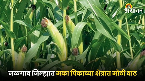 Maize