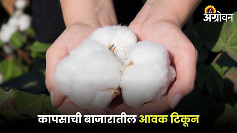 Cotton