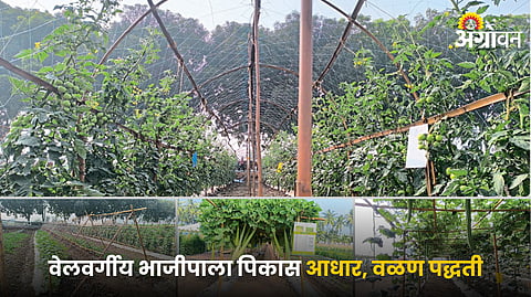 Vegetable Farming