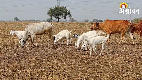 Fodder Crisis