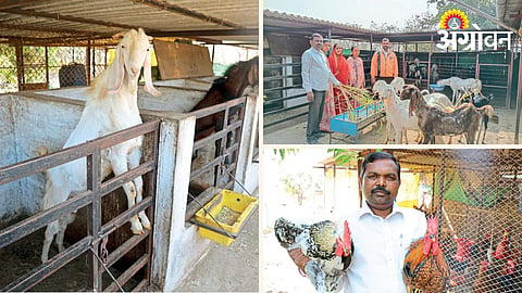 Goat Farming