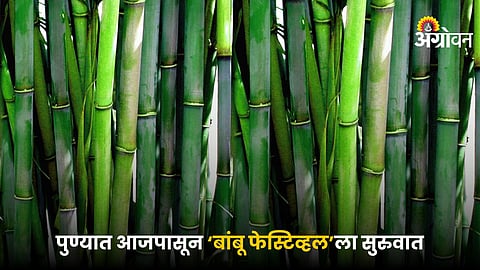 Bamboo Festival