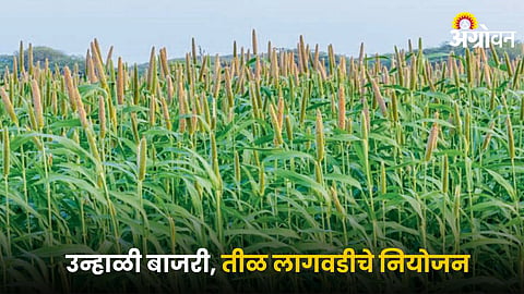 Bajara Farming