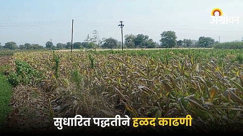 Turmeric Farming