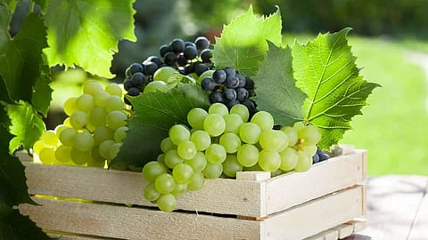 Nashik Grapes Export