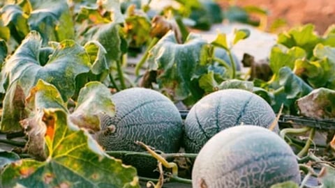 Musk Melon Cultivation