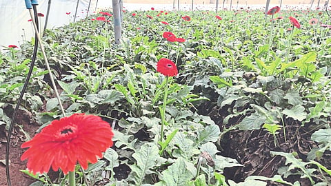 Gerbera Flower Rate