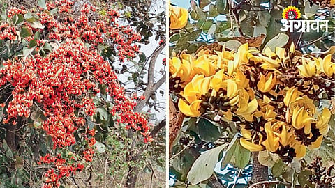 Palas Flower
