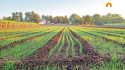 Wheat Crop