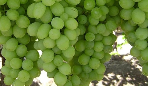 Grapes Market Sangli