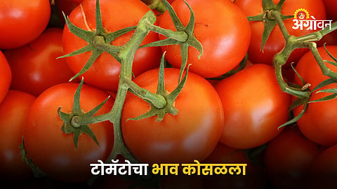 Tomato Market