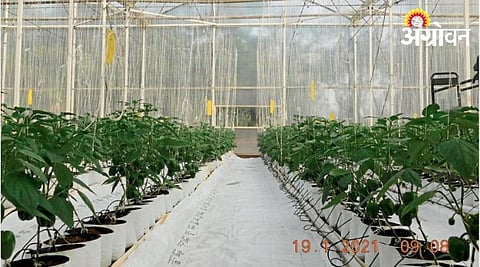 Playhouse Farming