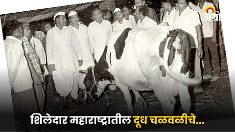 Dairy Farming