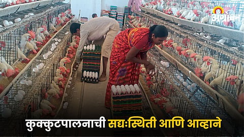 Poultry Farming