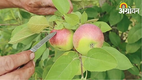 Crop Protection