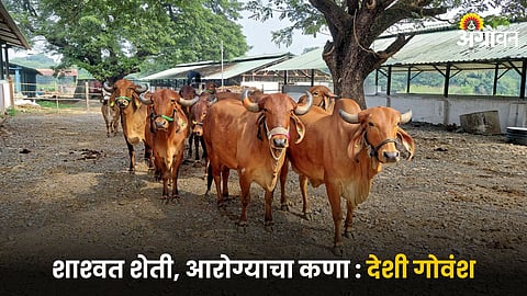 Desi Cow