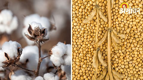 Cotton Soybean