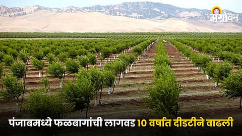Fruit Orchard Farming