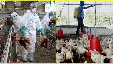Bird Flu News