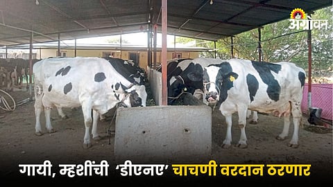 Dairy Farming