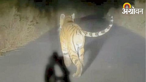 Tiger Terror