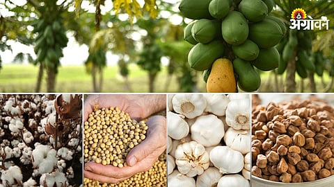 Agriculture Market
