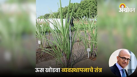 Agriculture Ai