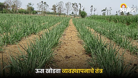 Sugarcane