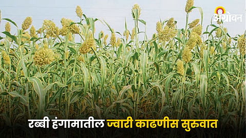 Jowar Farming