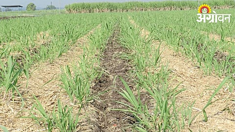 Sugarcane Crop