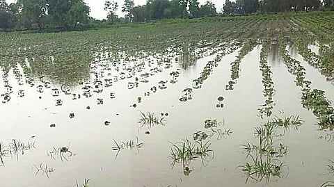 Crop Damage