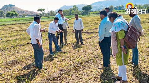 Onion Crop Damage