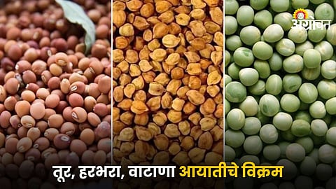 Tur Chana and Green Peas