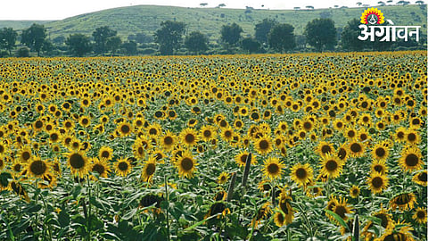 Sunflower Farming