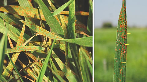 Wheat Rust Disease Management